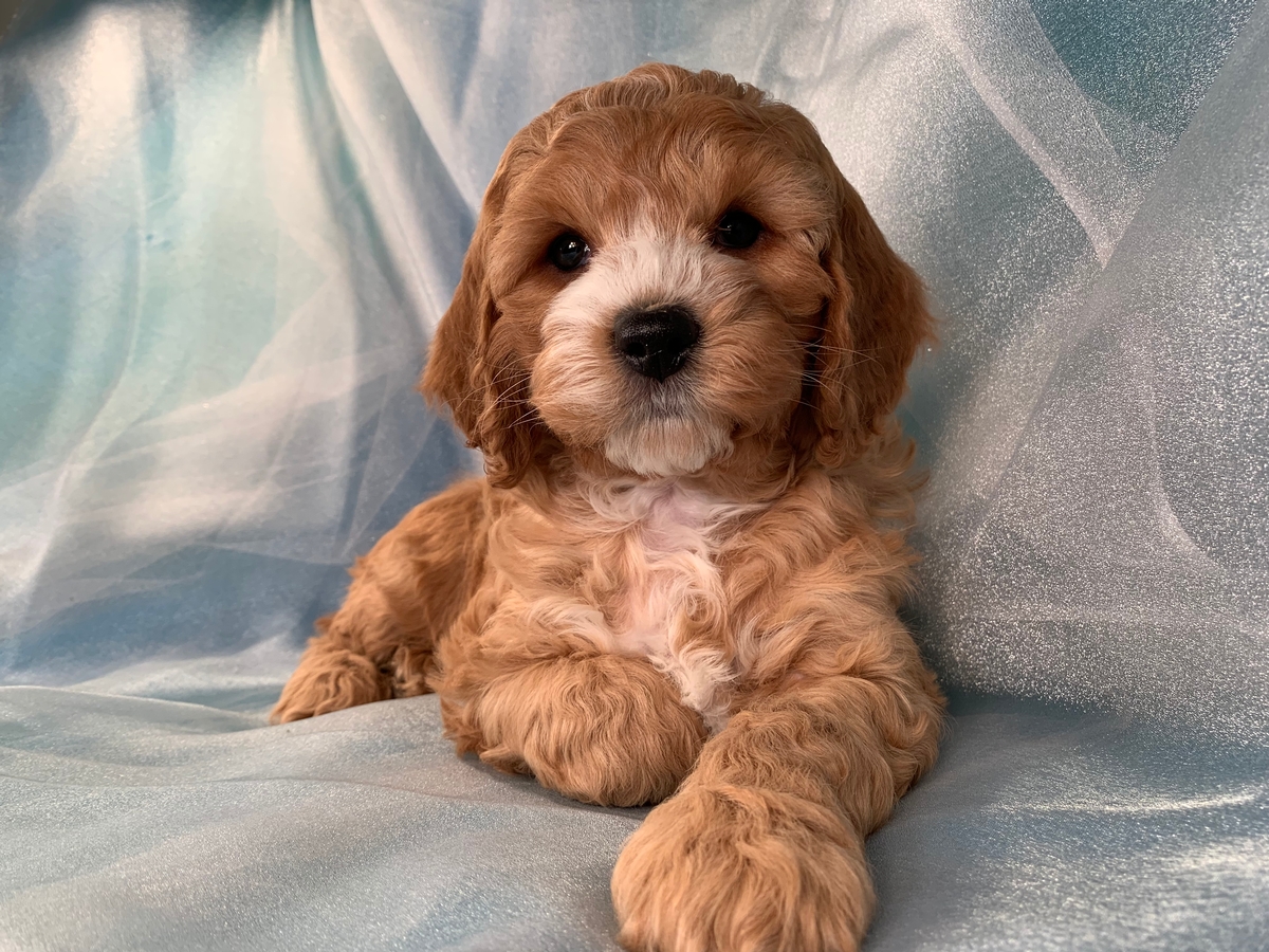 Buff Male Cockapoo Puppy for Sale, DOB 12-15-2021, $1200